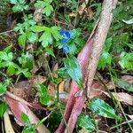 Commelina cyanea Flor