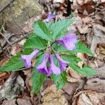 Cardamine pentaphyllos Flor