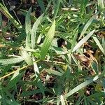 Artemisia dracunculus Blad