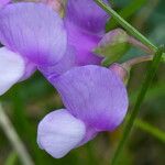 Lathyrus filiformis Flor