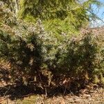 Juniperus communisLeaf