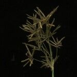 Cyperus articulatus Fruit