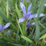 Iris lactea Blomma