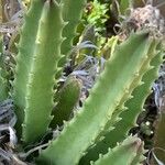 Stapelia grandiflora Leaf