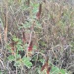 Indigofera schimperi 葉