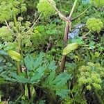 Angelica archangelica Alkat (teljes növény)