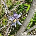 Clematis alpina പുഷ്പം