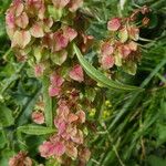 Rumex crispus Blüte