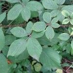 Rubus gratus ഇല