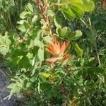 Castilleja tenuiflora फूल