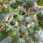 Ricinus communisFrutto