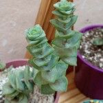 Crassula perforataLeaf