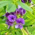 Medicago sativa Flower