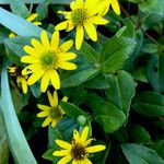 Sanvitalia procumbens Mosusu