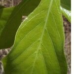 Gardenia erubescens Leaf