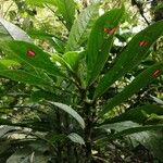 Columnea consanguinea Blad