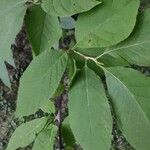 Pterostyrax hispidus Folla