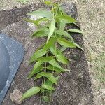 Fontanesia philliraeoides Leaf