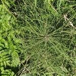 Equisetum fluviatile Hábito