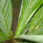 Hylaeanthe unilateralis Hoja