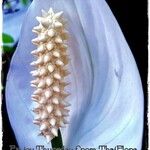 Spathiphyllum montanum Çiçek