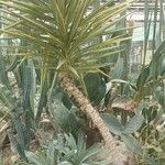 Yucca gigantea Φύλλο