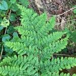 Dryopteris dilatata Blad