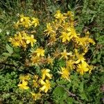 Hypericum perforatumFlor