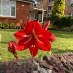 Hippeastrum vittatum Flower