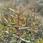 Cistus calycinus Feuille