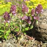 Thymus pulegioides ফুল