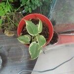 Peperomia scandens Liść