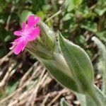 Lychnis flos-jovis Hábito