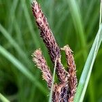 Carex acuta Blodyn