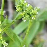 Valeriana dentata फूल