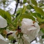 Prunus serrulata Frunză