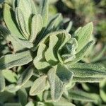 Cistus albidus Leaf