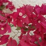 Bougainvillea × buttianaKukka