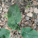 Arctium nemorosum Листок