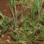 Turgenia latifolia Habitus