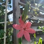 Hesperantha coccinea Kwiat