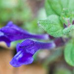 Scutellaria tuberosa Flor