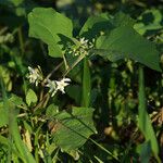 Solanum torvum Staniste