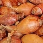 Allium ascalonicum Other