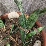 Dracaena hyacinthoides List