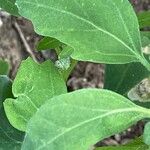 Chenopodium album Leaf