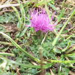 Cirsium acaulon 花