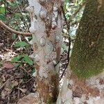 Zanthoxylum rhoifolium Bark