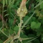 Scorzonera laciniata Flower