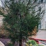 Cryptomeria japonica 整株植物